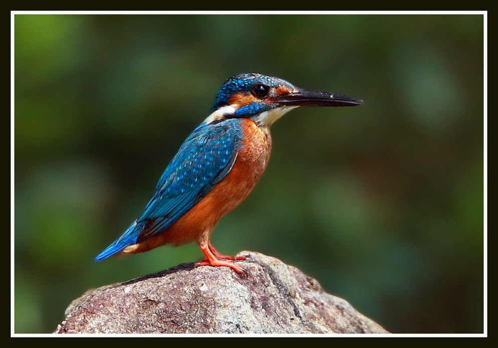 common kingfisher 3.jpg