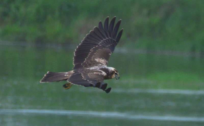 Pied Harrier (d).jpg