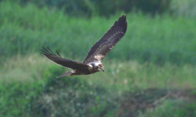 Pied Harrier (f).jpg