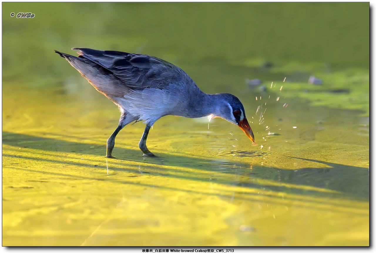 秧雞科_白眉田雞 White-browed Crake@塱原_CWS_3713a.jpg