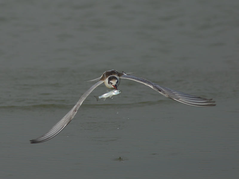 whiskered tern_catching fish.JPG