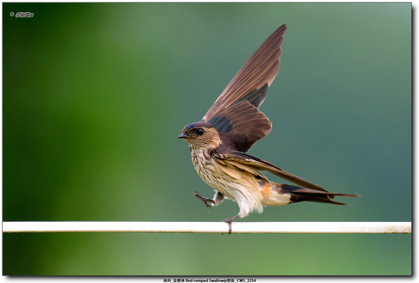 燕科_金腰燕 Red-rumped Swallow@塱原_CWS_2254a.jpg