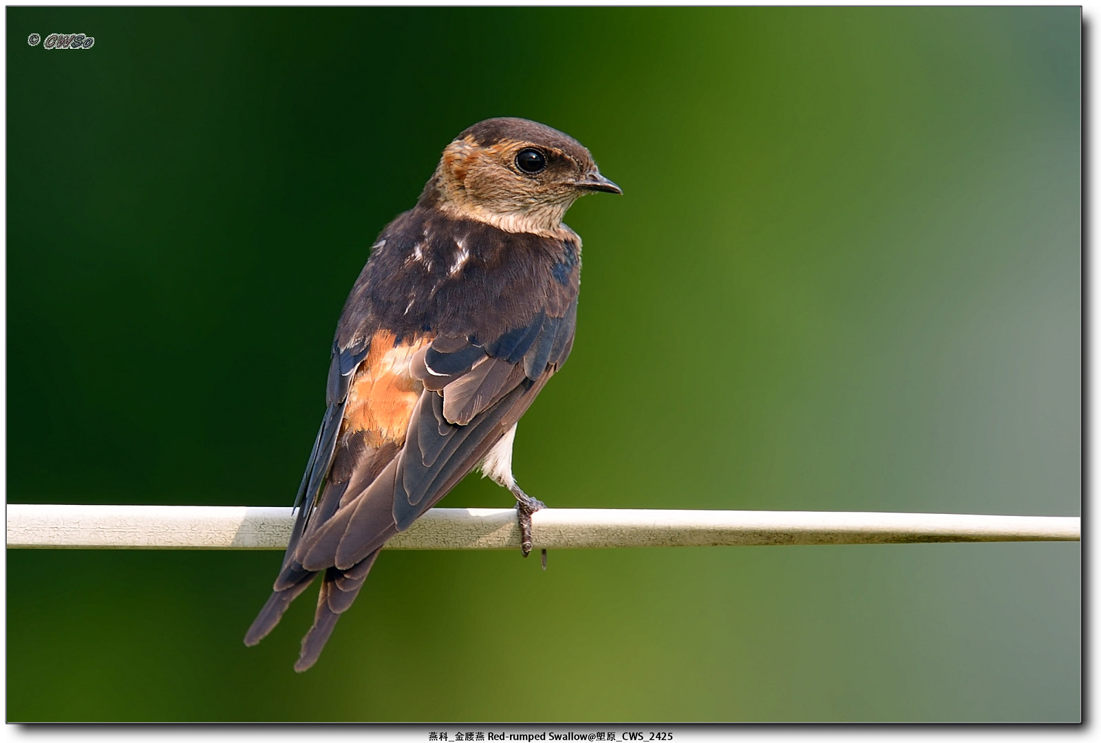 燕科_金腰燕 Red-rumped Swallow@塱原_CWS_2425a.jpg