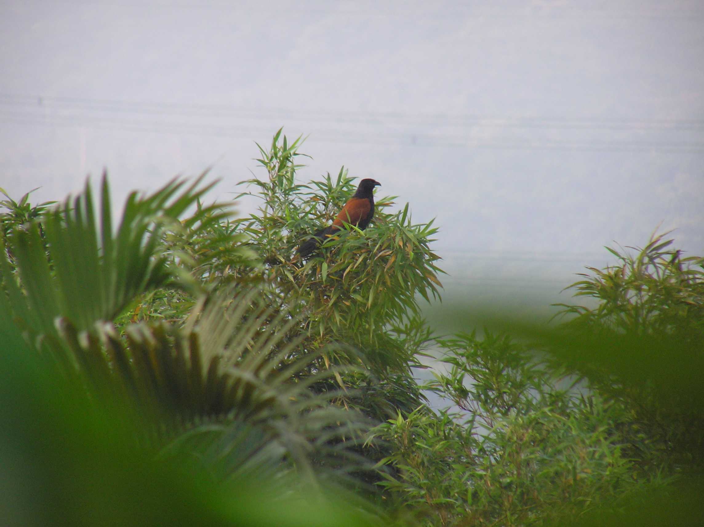 Greater Coucal.JPG