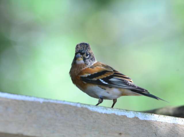 Brambling 2.jpg