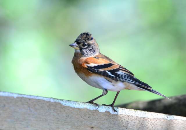 Brambling 3.jpg