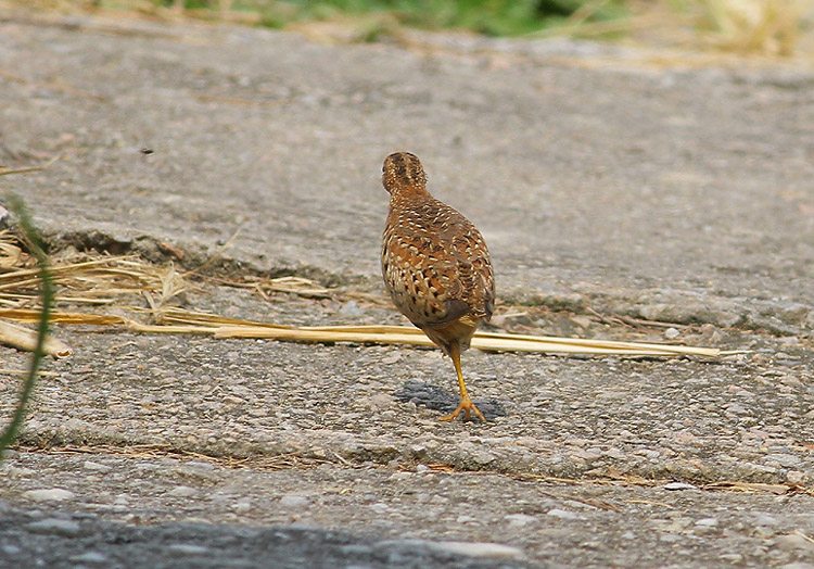 IMG_8041Yellow-leggedButtonquail@LV 01.jpg