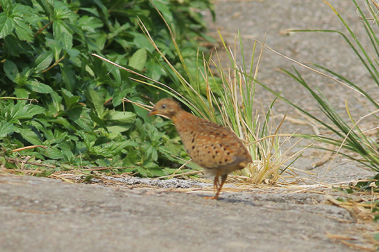 IMG_8047 Yellow-legged Buttonquail @LV.jpg