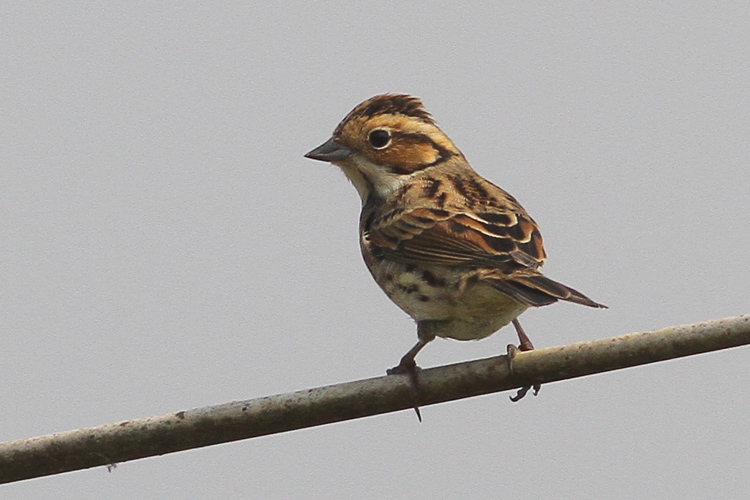 IMG_8076 Little Bunting @LV.jpg