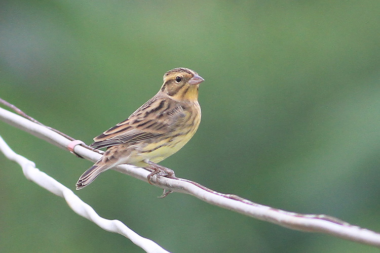 IMG_8309 Yellow-breasted Bunting @LV01.jpg