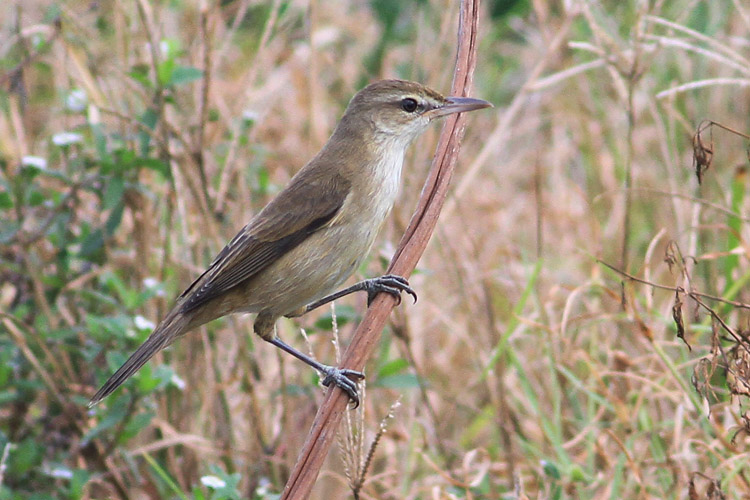 IMG_8234 Oriental Reed Warbler @LV 01.jpg