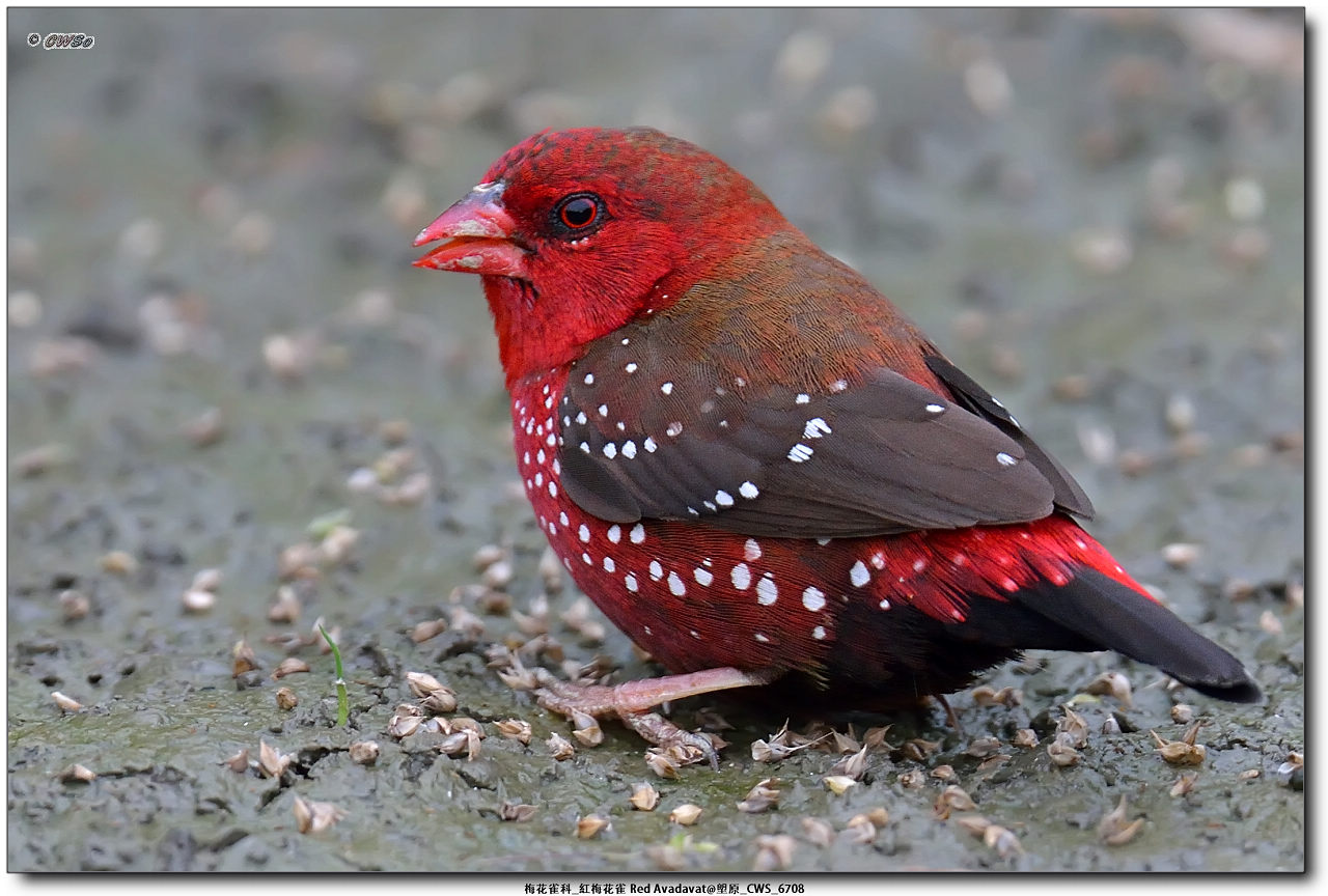 梅花雀科_紅梅花雀 Red Avadavat@塱原_CWS_6708a.jpg