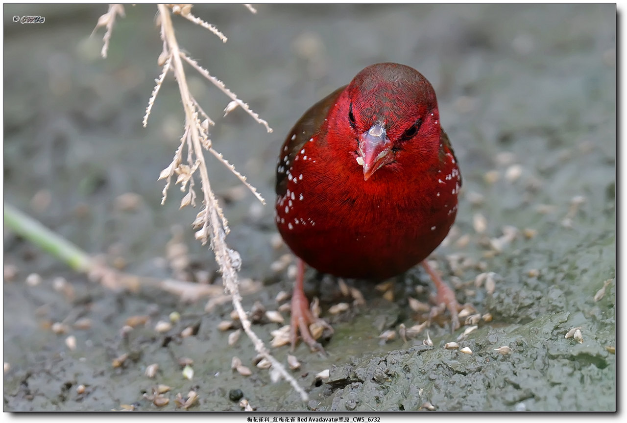 梅花雀科_紅梅花雀 Red Avadavat@塱原_CWS_6732a.jpg