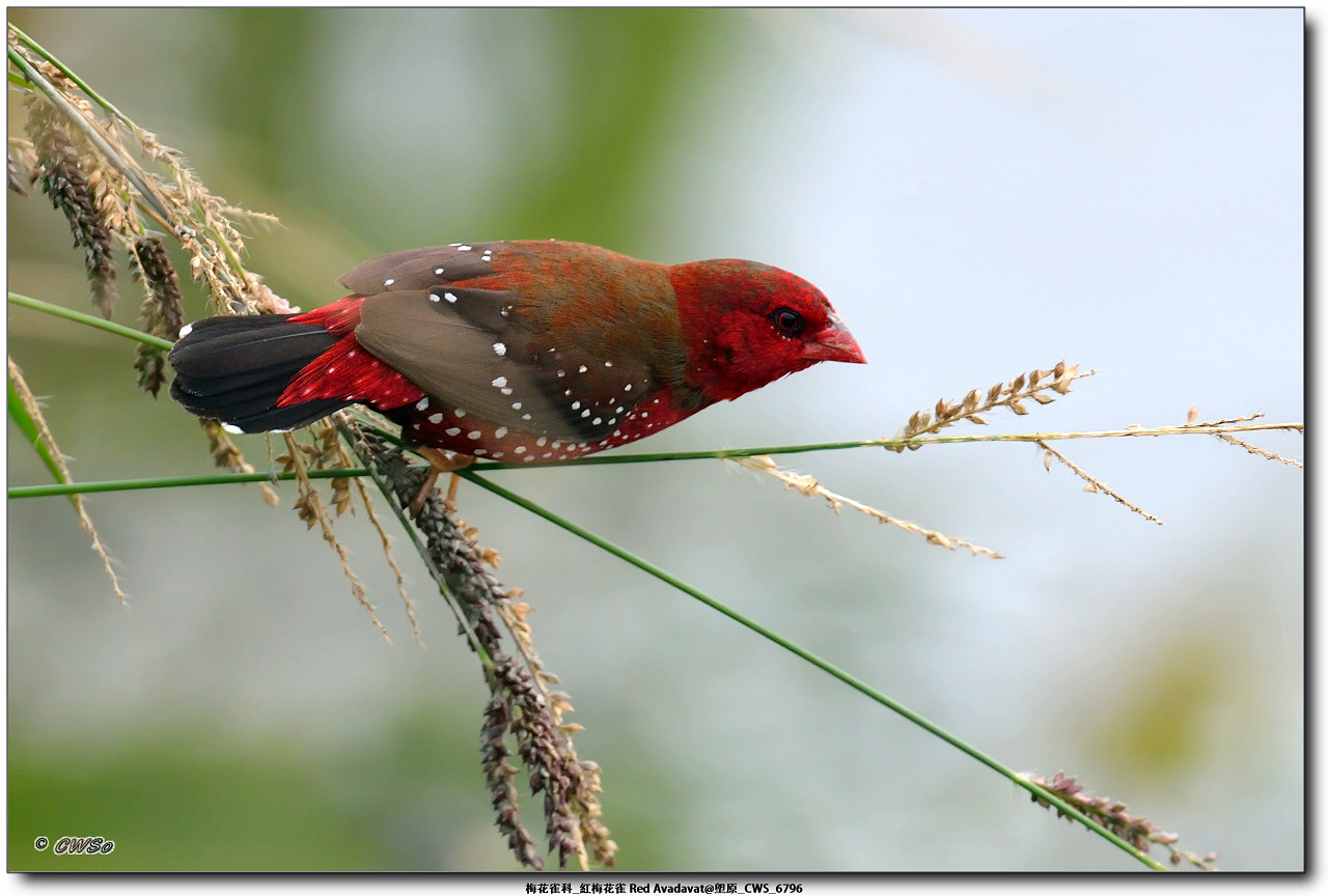 梅花雀科_紅梅花雀 Red Avadavat@塱原_CWS_6796a.jpg