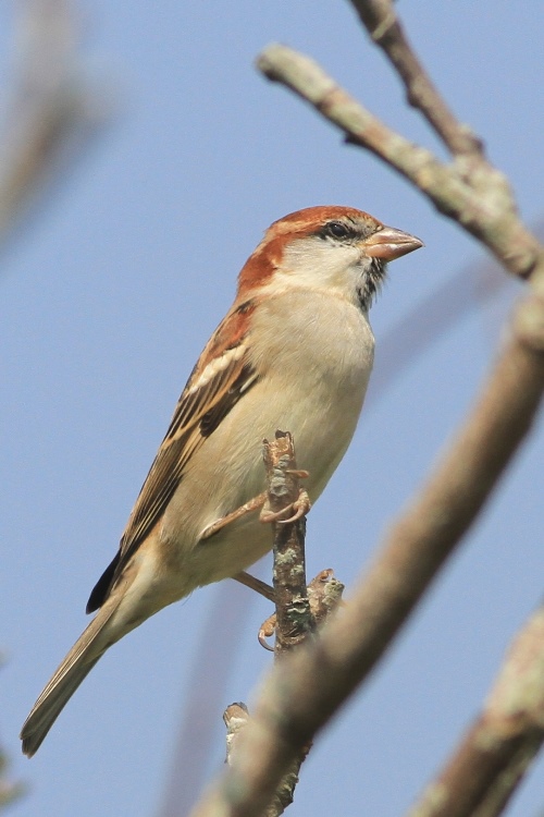 IMG_8717 Russet Sparrow @LV 03.jpg