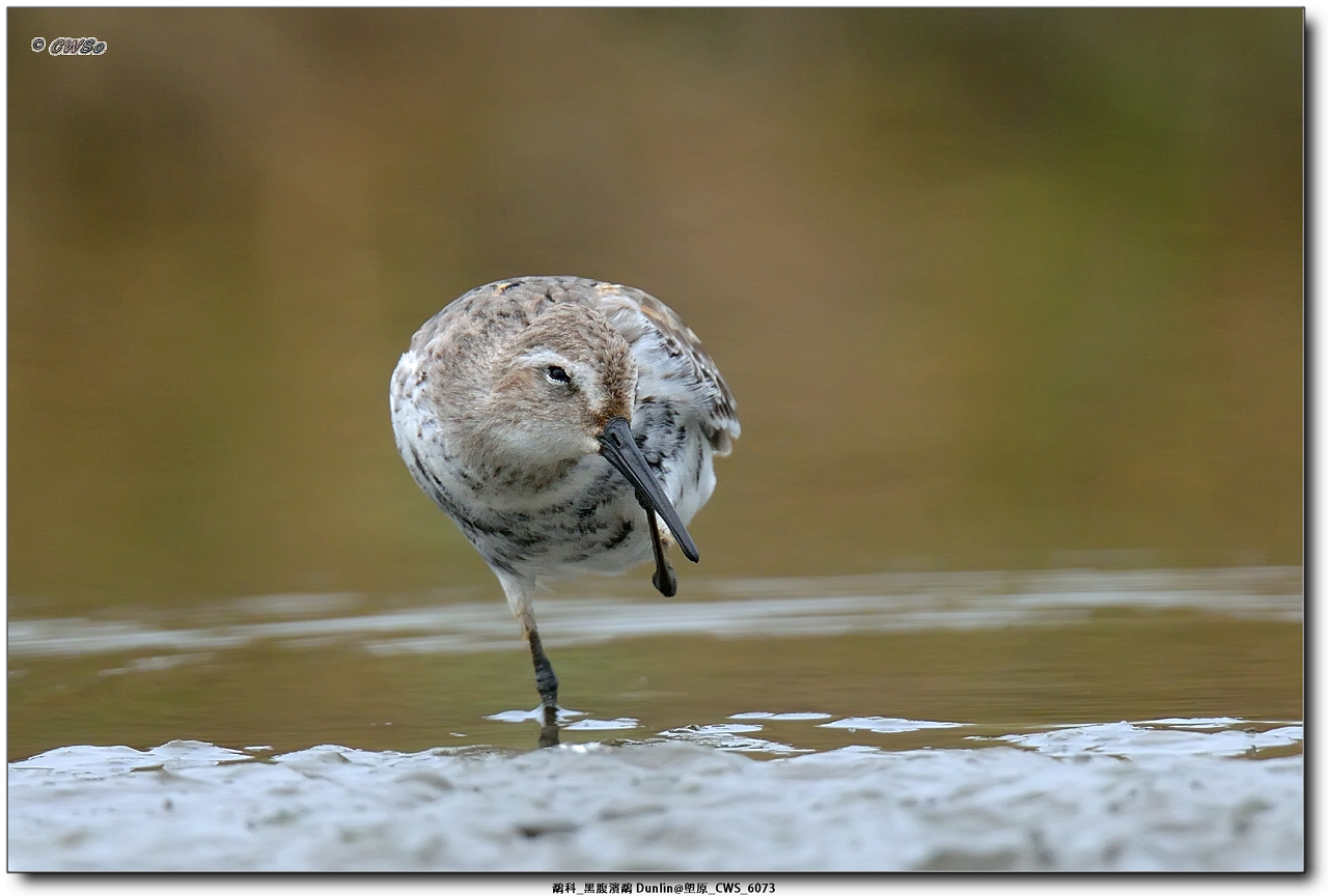 鷸科_黑腹濱鷸 Dunlin@塱原_CWS_6073a.jpg