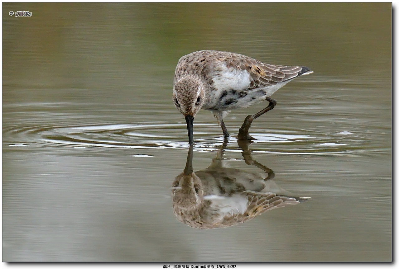 鷸科_黑腹濱鷸 Dunlin@塱原_CWS_6397a.jpg