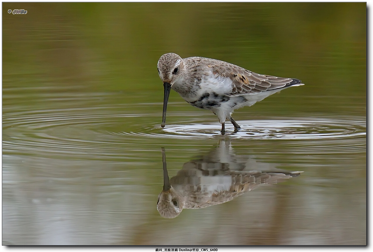 鷸科_黑腹濱鷸 Dunlin@塱原_CWS_6400a.jpg