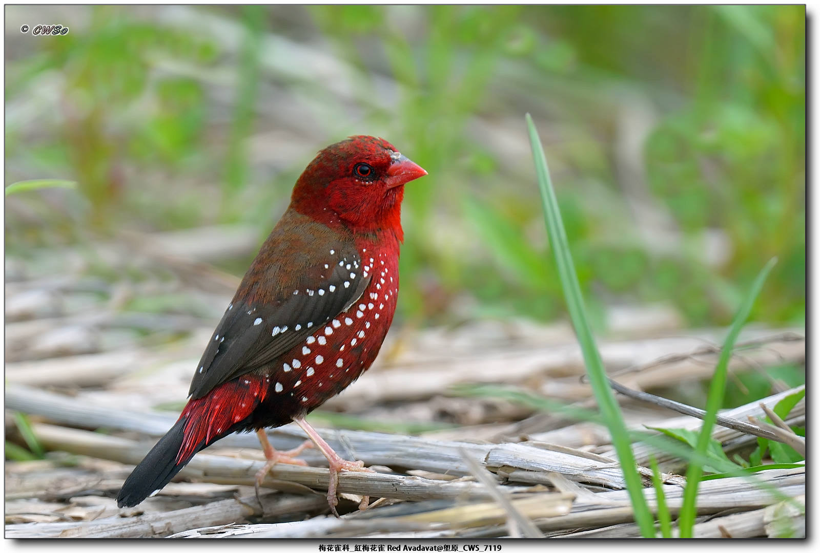 梅花雀科_紅梅花雀 Red Avadavat@塱原_CWS_7119a.jpg