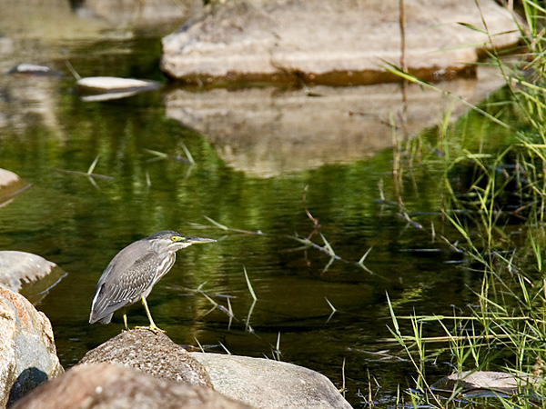 Striated-heron.jpg