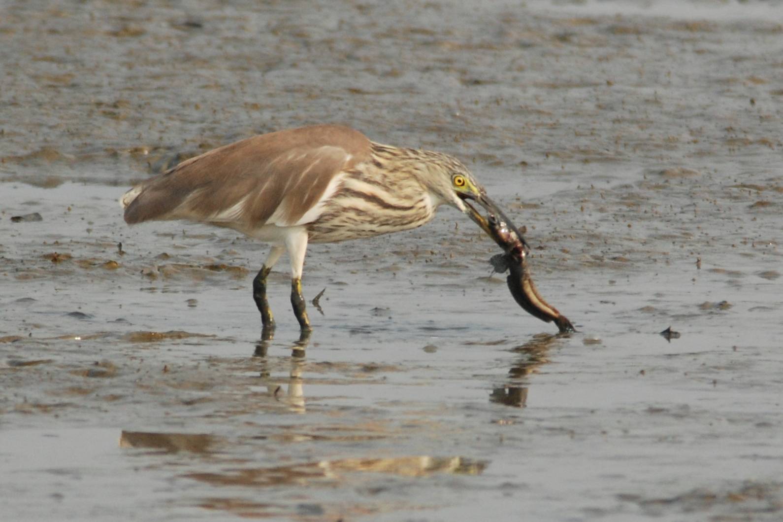 Chinese Pond Heron 池鷺.jpg