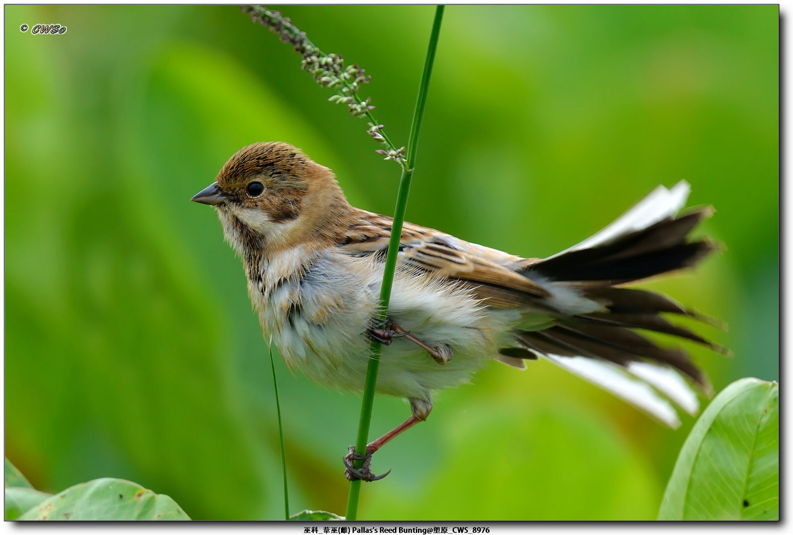 巫科_葦巫(雌) Pallas's Reed Bunting@塱原_CWS_8976a.jpg