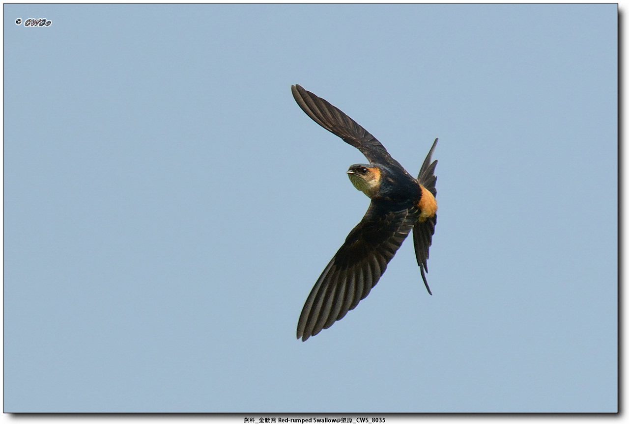 燕科_金腰燕 Red-rumped Swallow@塱原_CWS_8035a.jpg