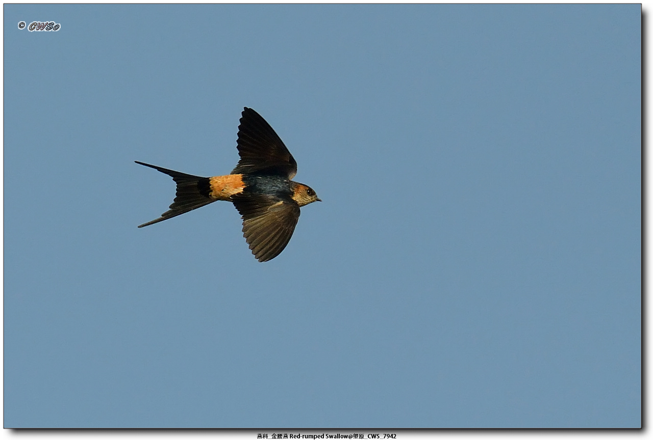 燕科_金腰燕 Red-rumped Swallow@塱原_CWS_7942a.jpg