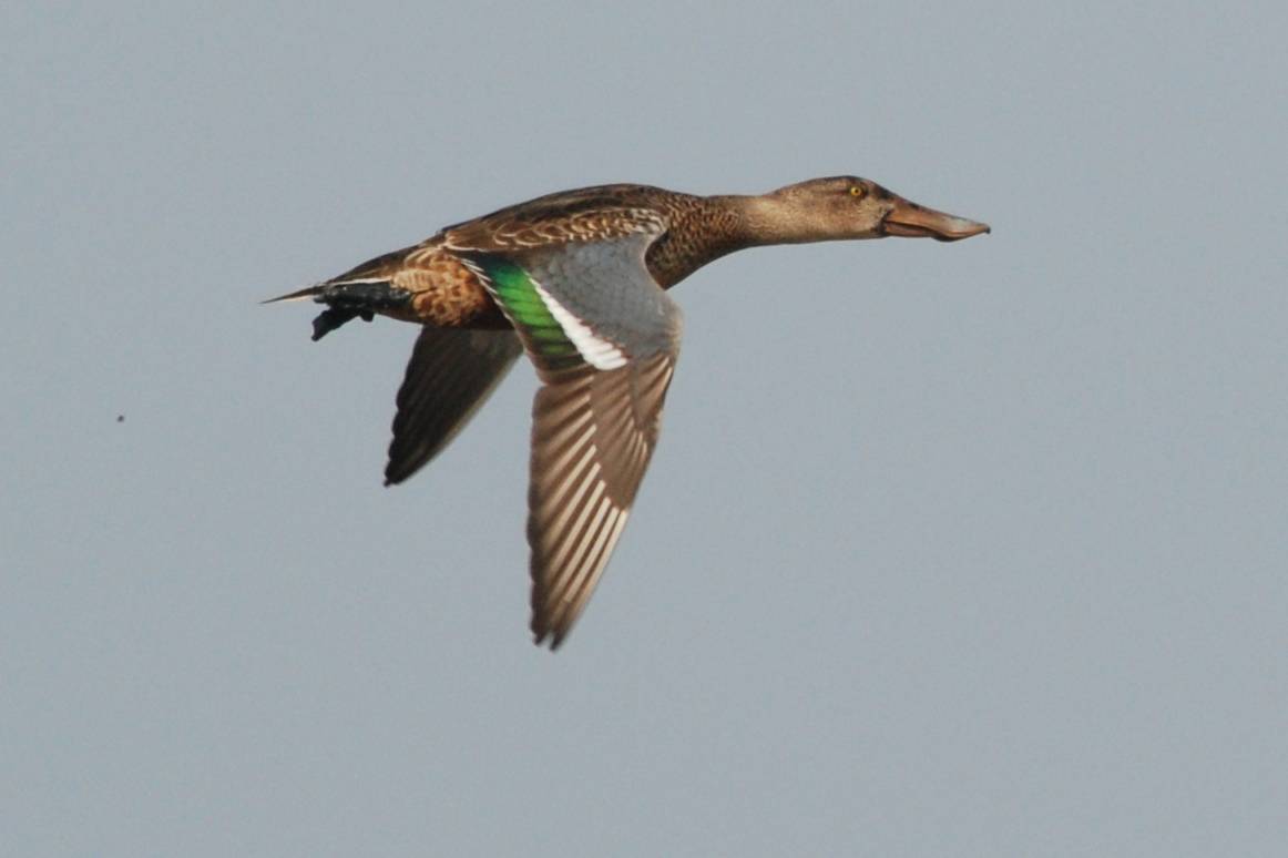 Northern Shoveler 琵咀鴨.jpg