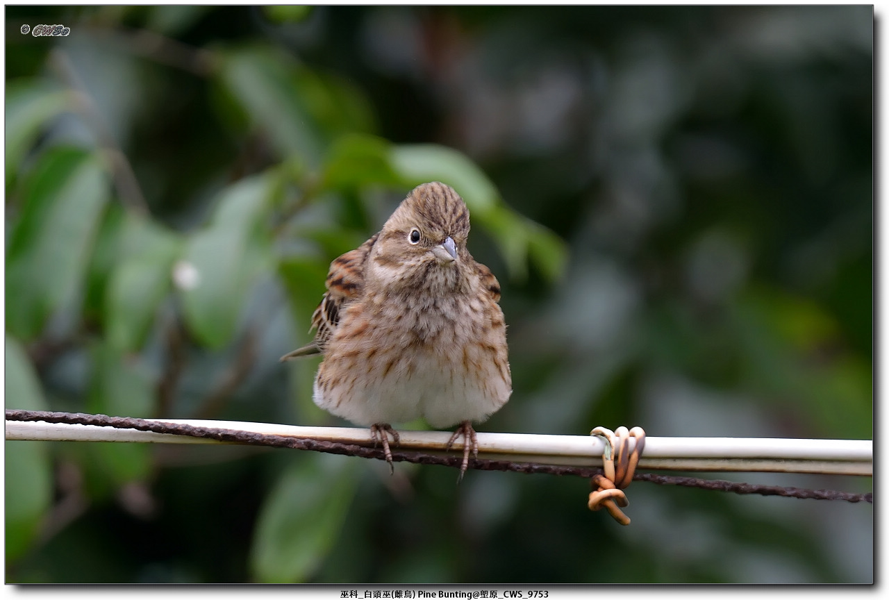 巫科_白頭巫(雌鳥) Pine Bunting@塱原_CWS_9753a.jpg