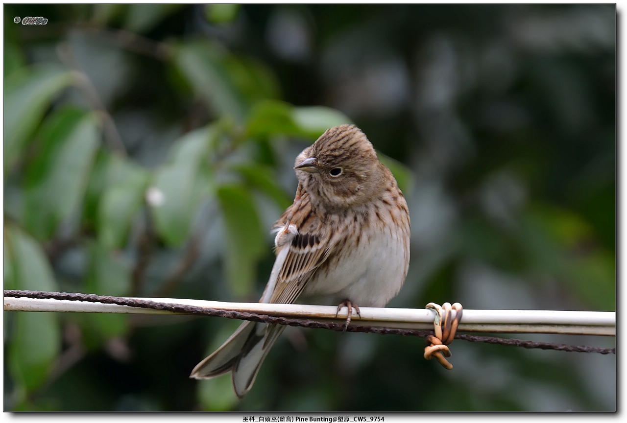 巫科_白頭巫(雌鳥) Pine Bunting@塱原_CWS_9754a.jpg