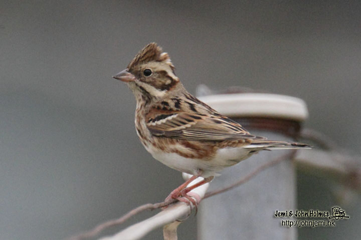 RusticBunting_jgh01.jpg