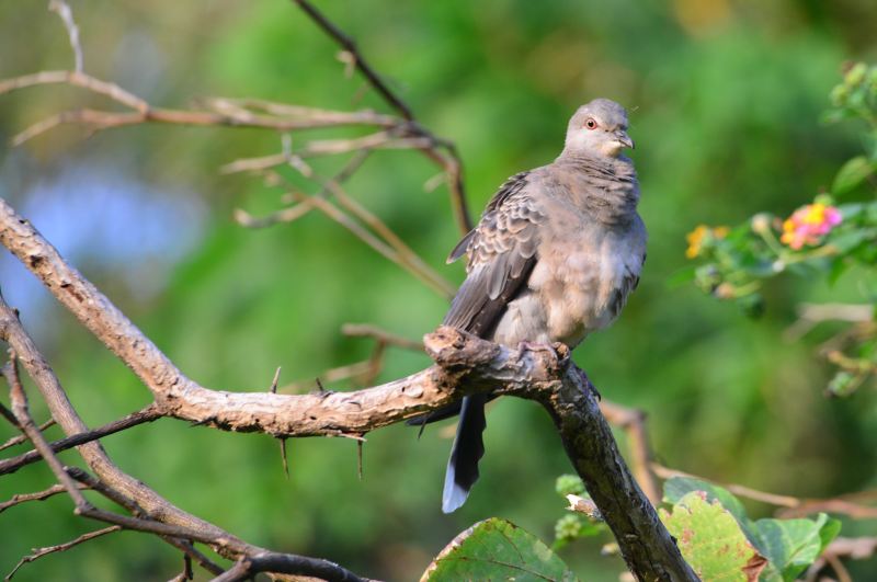 Oriental turtle Dove (2).jpg