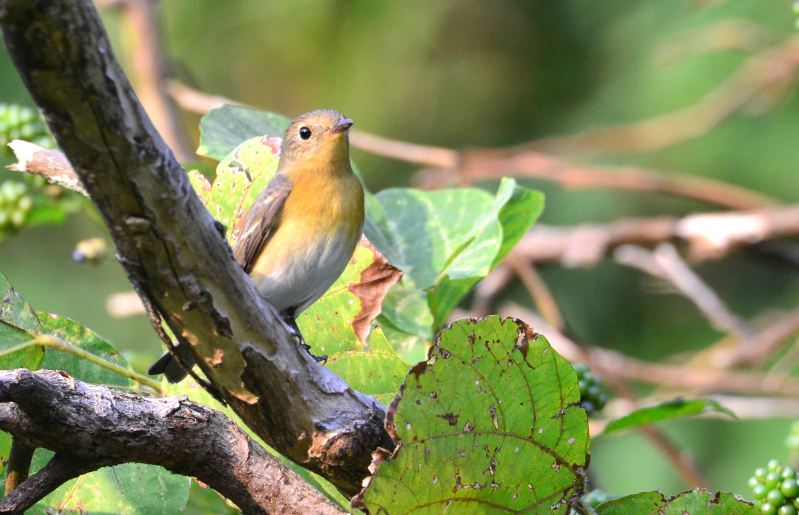 Mugimaki Flycatcher Female.jpg