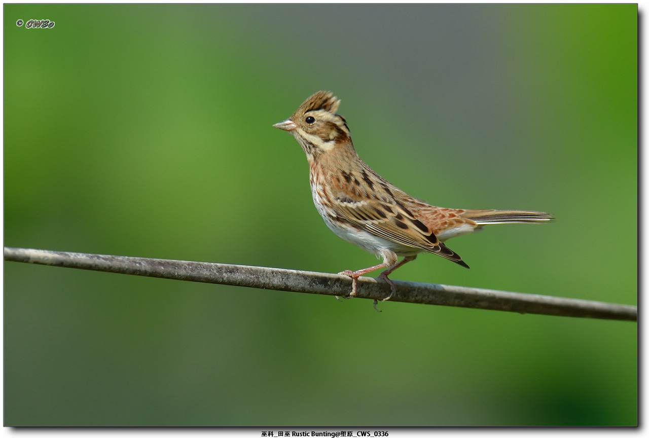 巫科_田巫 Rustic Bunting@塱原_CWS_0336a.jpg