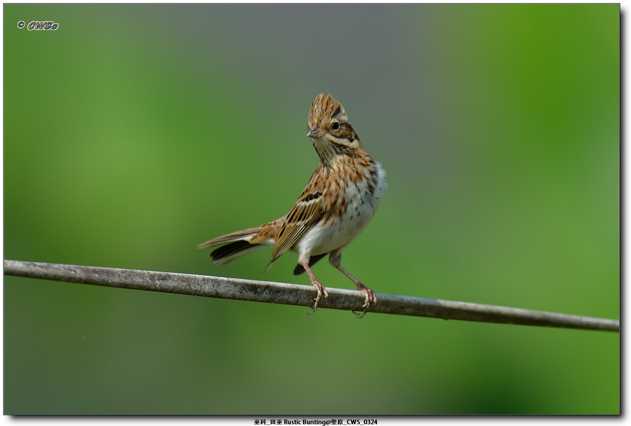 巫科_田巫 Rustic Bunting@塱原_CWS_0324a.jpg