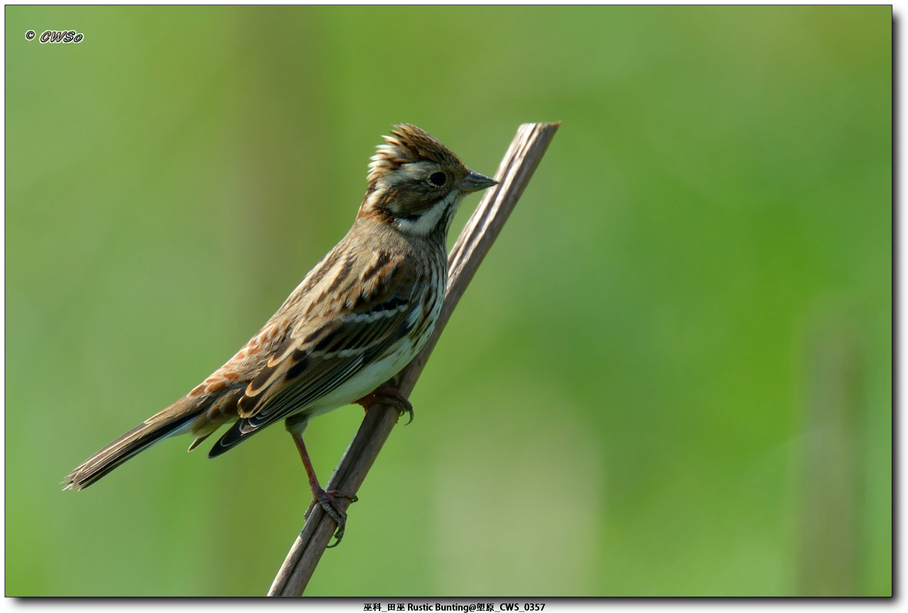 巫科_田巫 Rustic Bunting@塱原_CWS_0357a.jpg