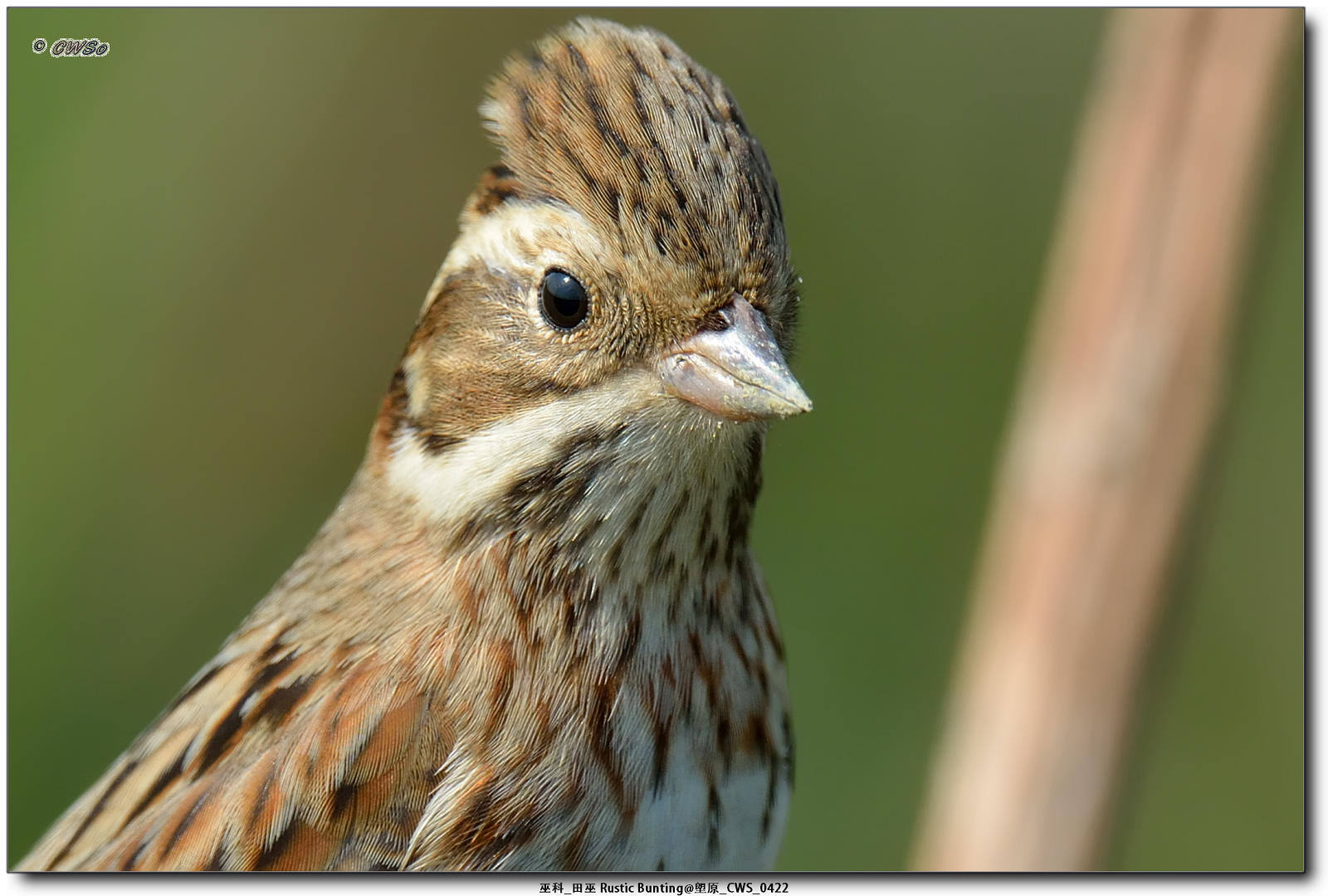 巫科_田巫 Rustic Bunting@塱原_CWS_0422a.jpg