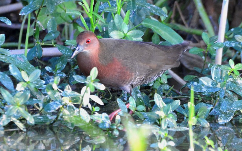 Ruddy-breasted Crake (2).jpg