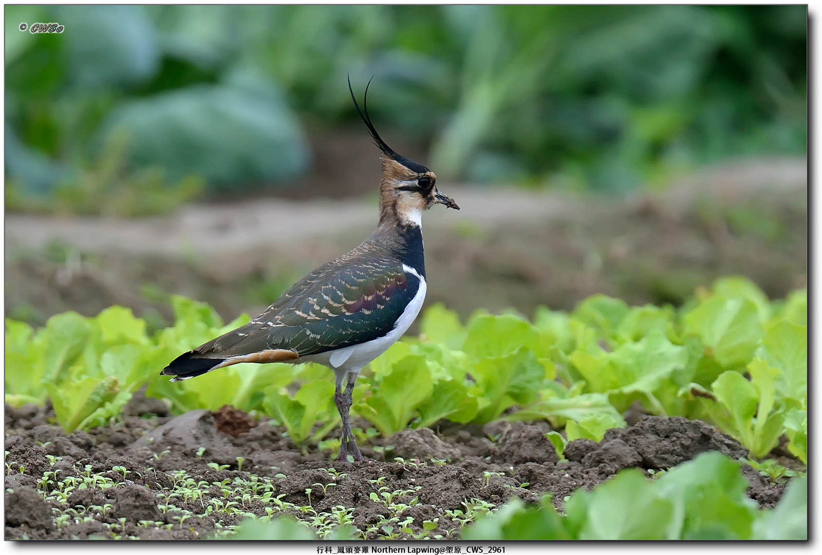 行科_鳳頭麥雞 Northern Lapwing@塱原_CWS_2961a.jpg