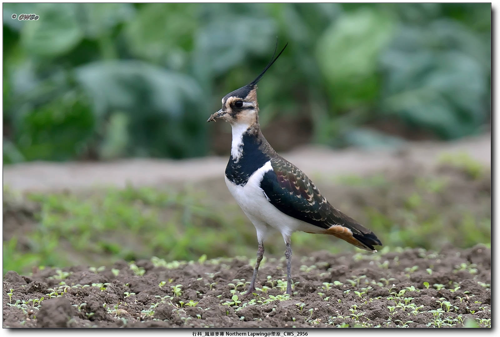 行科_鳳頭麥雞 Northern Lapwing@塱原_CWS_2956a.jpg