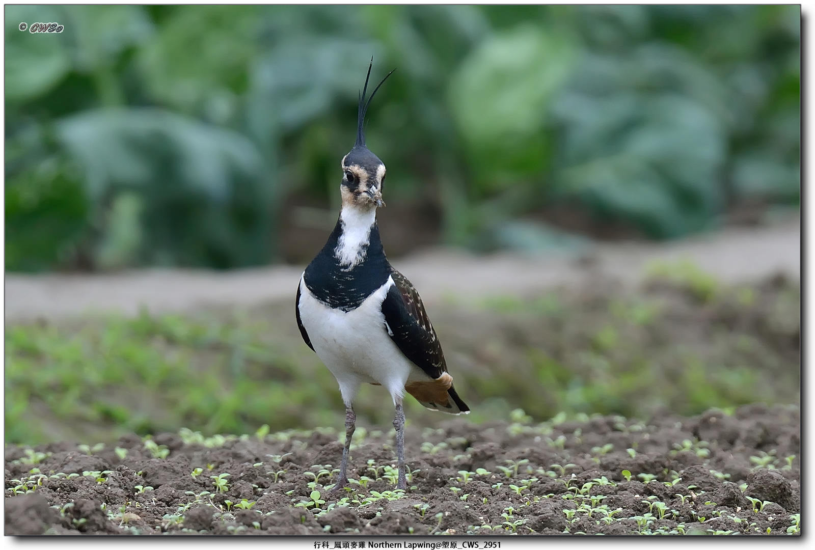 行科_鳳頭麥雞 Northern Lapwing@塱原_CWS_2951a.jpg