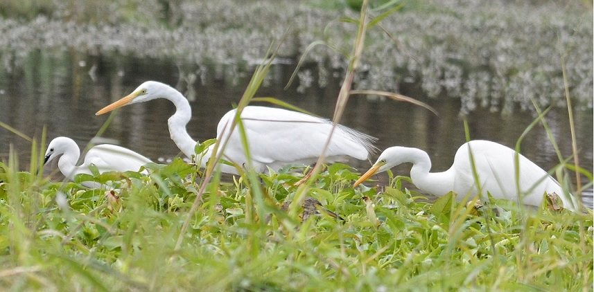 three_egrets3e.jpg