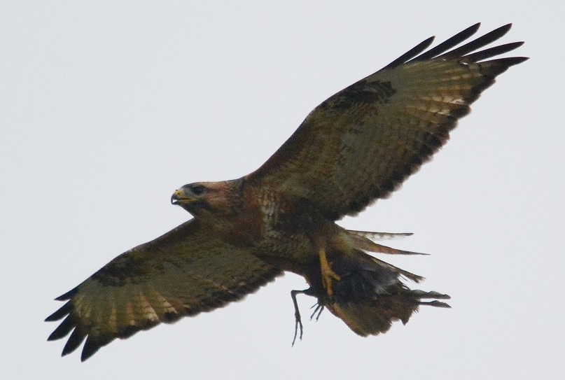 buzzard2.jpg