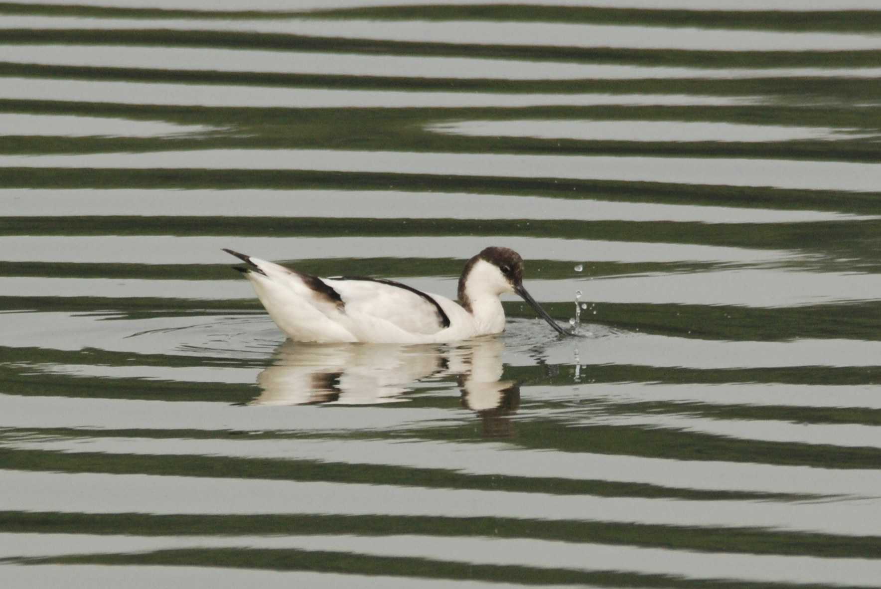 Pied Avocet (2).jpg