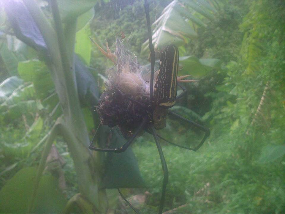 Spider catching bird in Hong Kong small.jpg