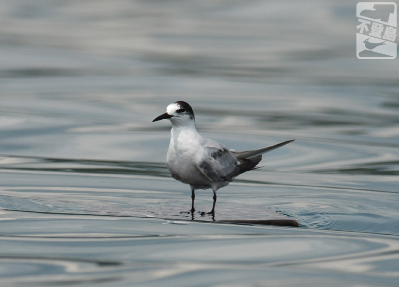 080831 DSC_0636 Common Tern.jpg