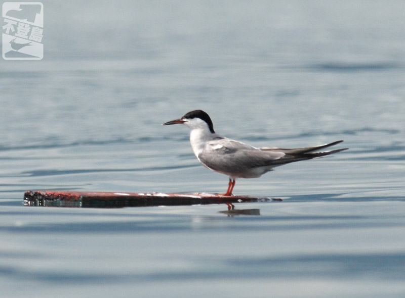 080831 DSC_0601 Common Tern.jpg