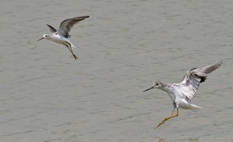 greenshank marshsand landing DSC_9230.jpg