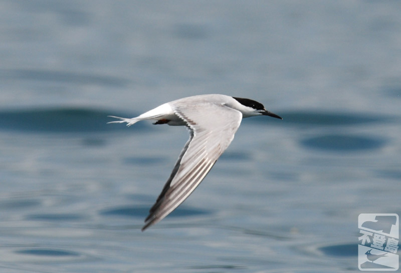 080831 DSC_0668 Common Tern T.jpg